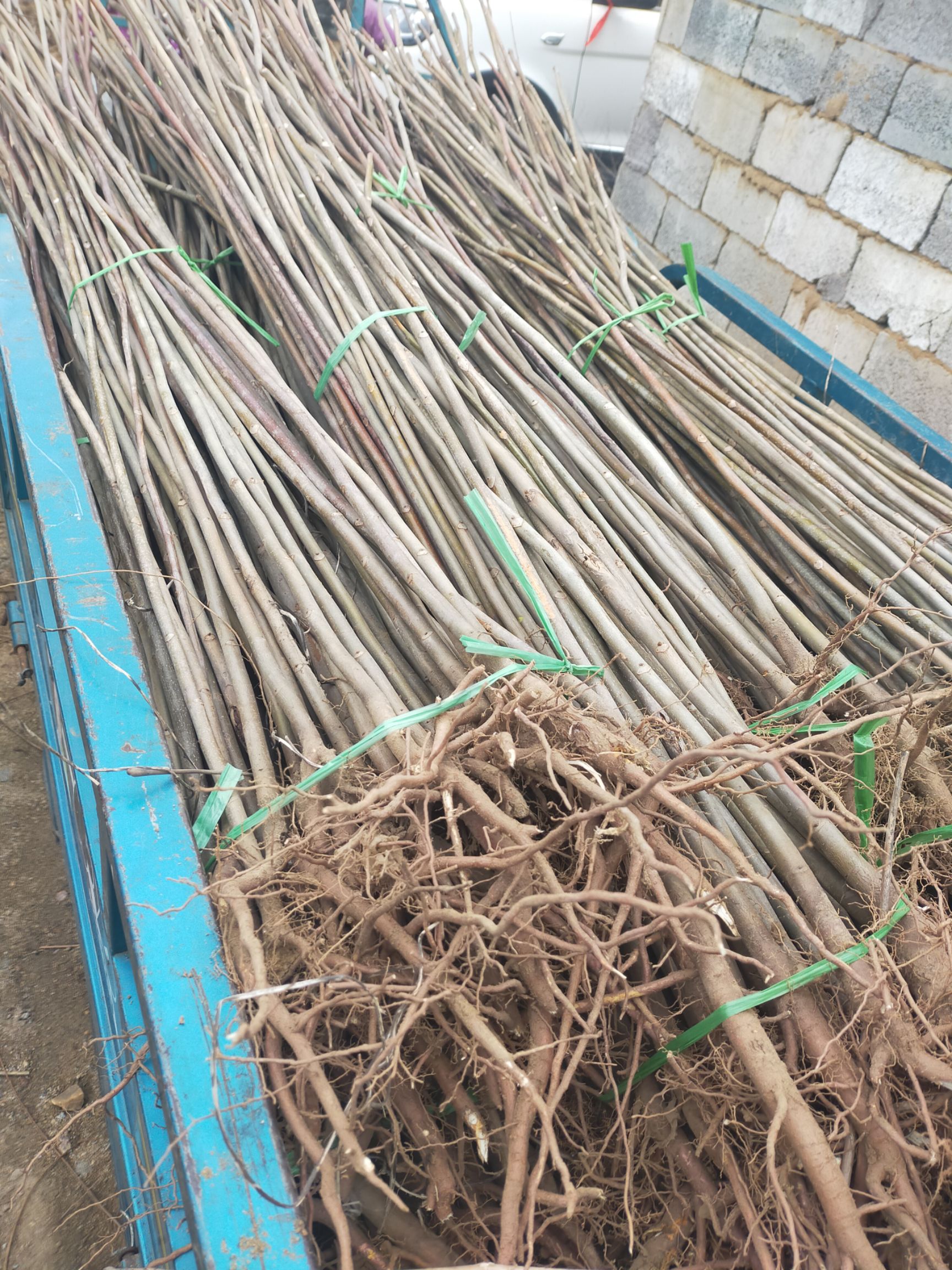  香椿苗   红油香椿苗