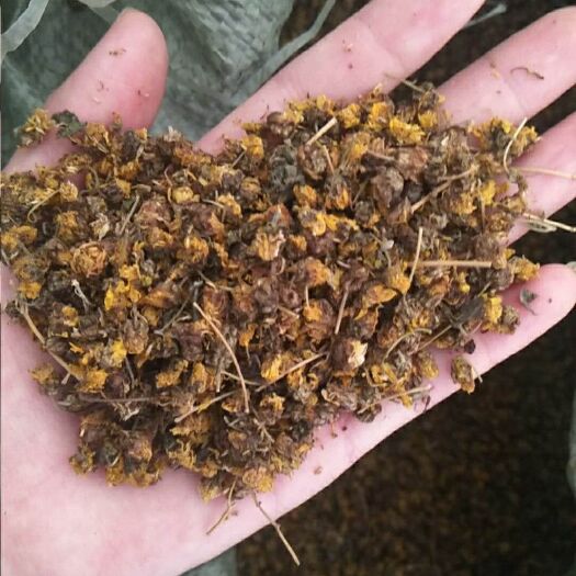 巫山 山林金银花，天然金银花有需要的及时联系我，有现货