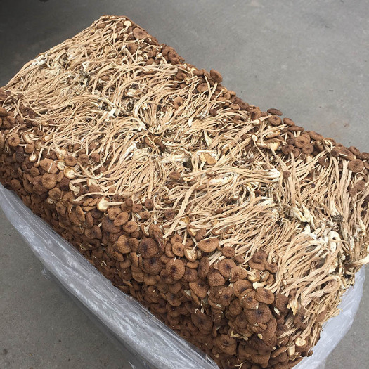 古田县 福建古田食用菌干货未开伞茶树菇批发