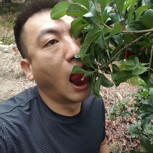仙居县杨梅，仙居杨梅，东魁杨梅，孕妇时令水果，真空包装