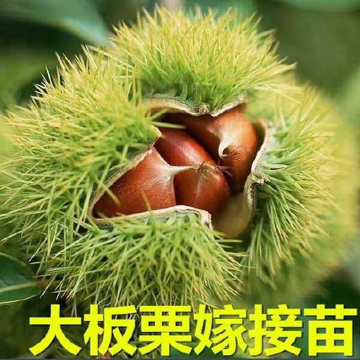 平邑县 板栗树苗  大红袍板栗苗