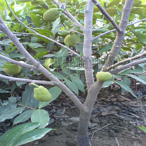  菠萝蜜树苗 嫁接马来西亚1号水果苗菠萝蜜苗树苗南方种植带土
