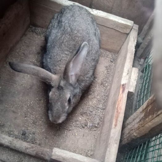 辽阳县 比利时兔，可单卖，种兔，肉食兔，自己农场养殖