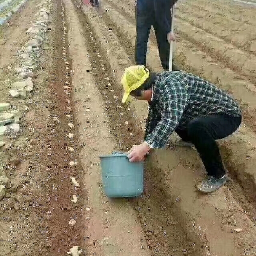 沂水县山东姜种 优质生姜产地 全国发货 视频传授技术