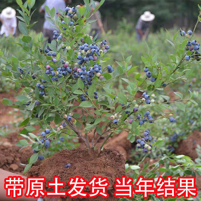 薄雾蓝莓苗 薄雾/奥尼尔/兔眼蓝莓树苗品种正宗量大从优可实地考察