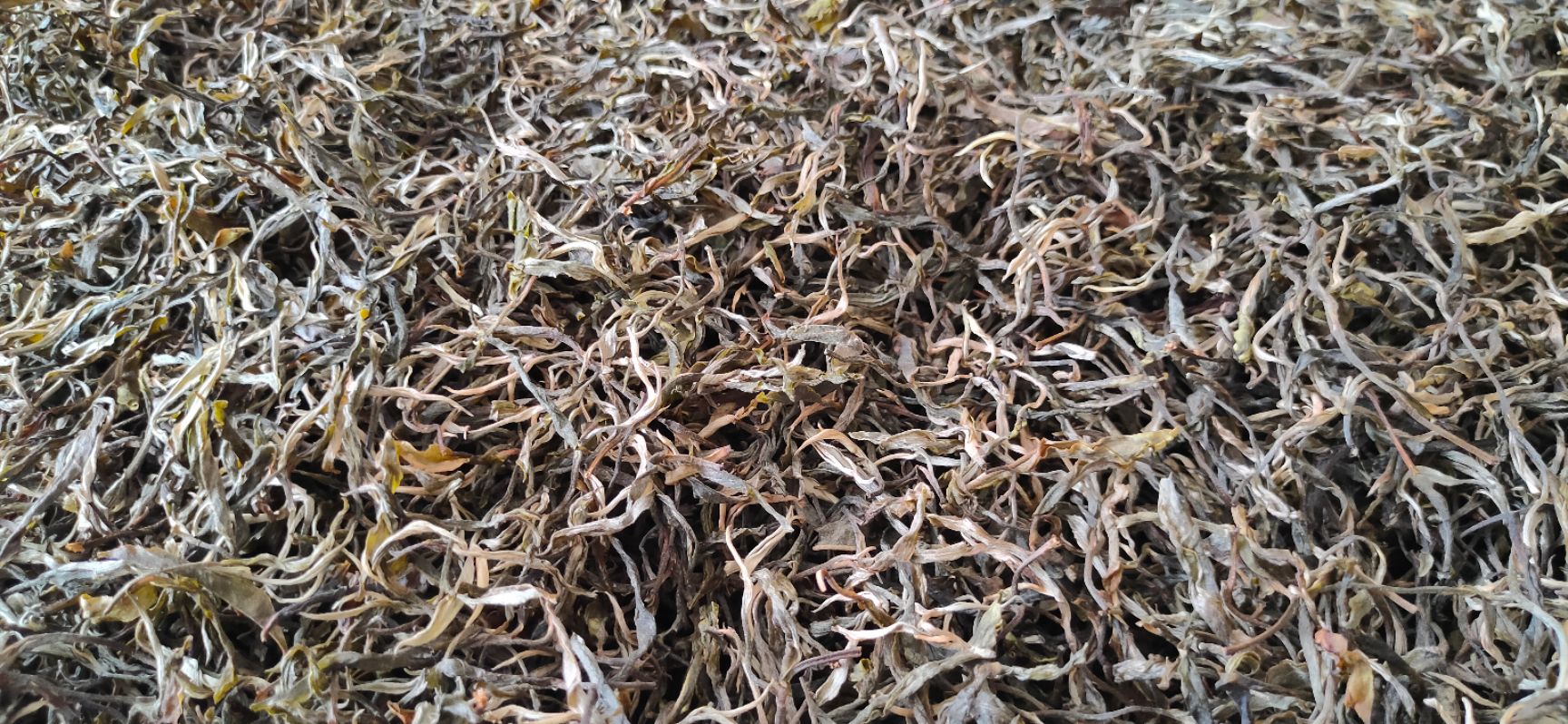  滑竹梁子蚌冈老寨2号   阿图制茶