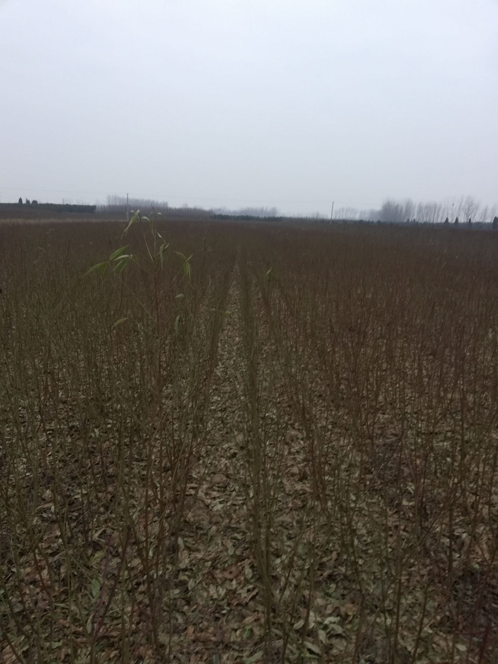  苗圃基地直销优质超前品种桃树苗，红桃早中晚，黄桃早中晚占地苗
