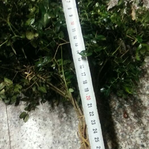 泰和县绣花针苗
