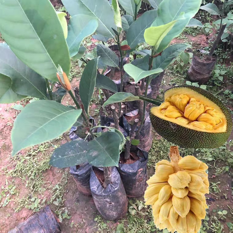  菠萝蜜树苗 嫁接马来西亚1号水果苗菠萝蜜苗树苗南方种植带土
