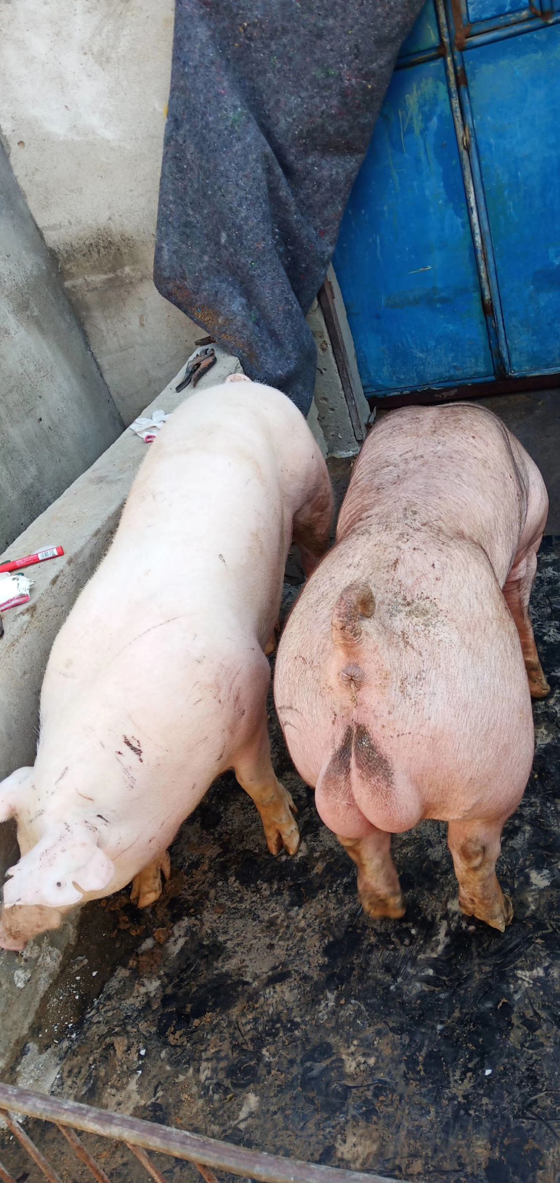 杜洛克种公猪30到200斤现货现发