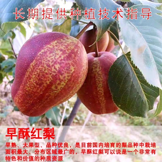 平邑县 早酥红梨秋月梨脆冠梨树苗好栽易活口感脆甜品种齐全