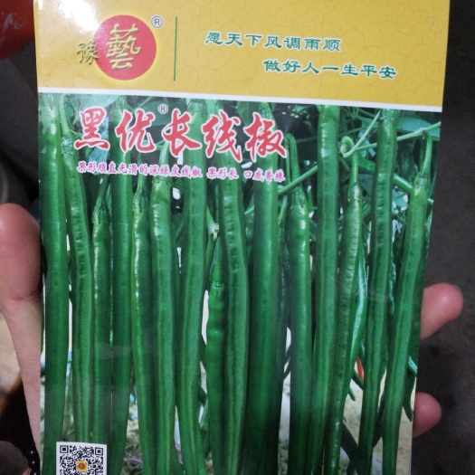 郑州线椒种子 豫艺黑优长线椒果性顺直深绿皮果长口感香辣
