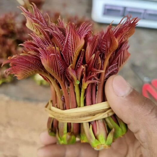  香椿苗   紅油香椿苗