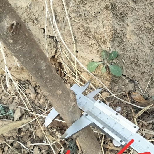荥阳市 突尼斯软籽石榴树苗