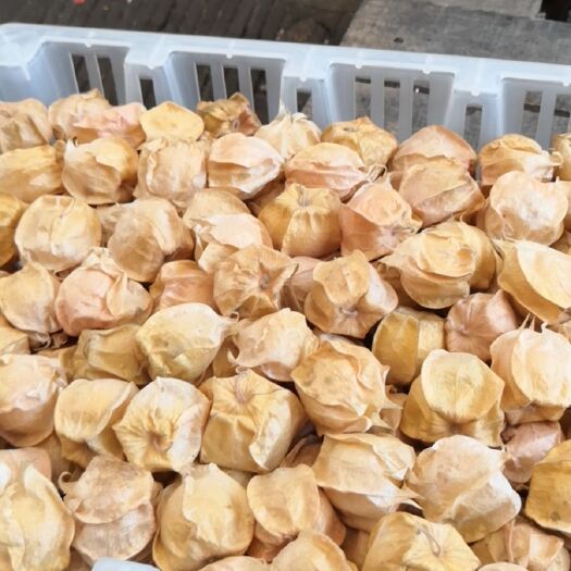 绥化菇娘果灯笼果黄菇娘东北特产新鲜精品水果