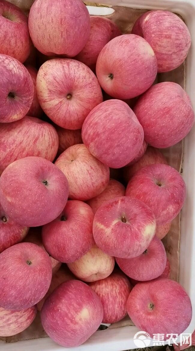 [洛川扶贫项目]陕西洛川现摘现发红富士苹果新鲜水果脆甜包邮