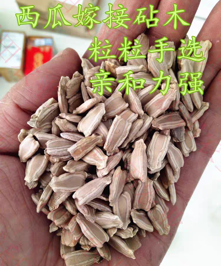  嫁接西瓜甜瓜专用葫芦籽砧木根系好抗病耐寒亲和性强葫芦种子包