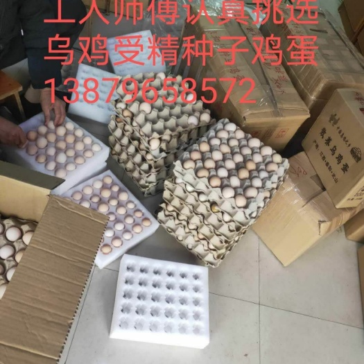 泰和县乌骨鸡种蛋 泰和乌鸡种蛋