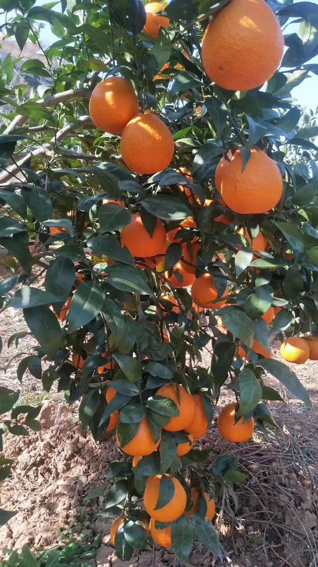  汉源黄果柑，酸甜可口，入口化渣