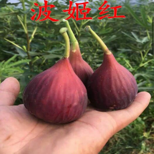 平邑县波姬红无花果苗 诚信合作，您给我一次信任，还你一份真诚。死苗