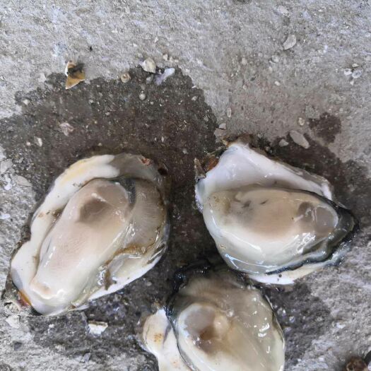 诏安县一手生蚝 牡蛎批发 无沙无泥 高质量餐饮酒店供货小包装
