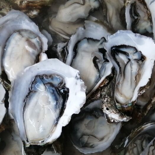 赣州湛江牡蛎 湛江生蚝
