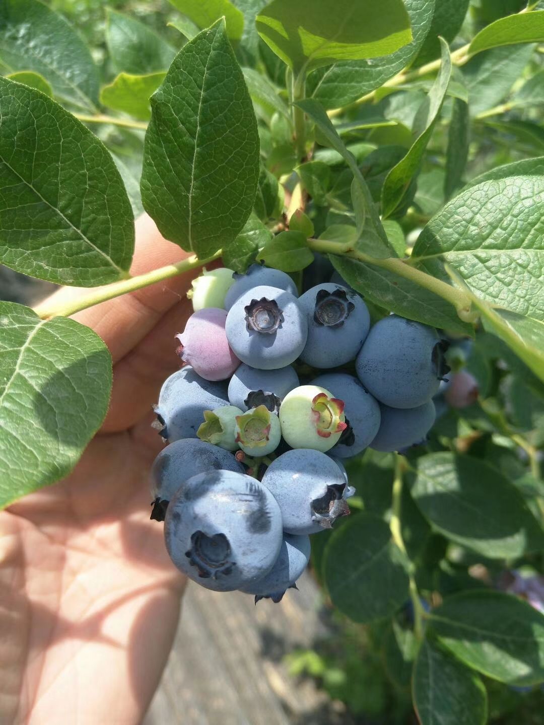 薄雾蓝莓苗 薄雾/奥尼尔/兔眼蓝莓树苗品种正宗量大从优可实地考察