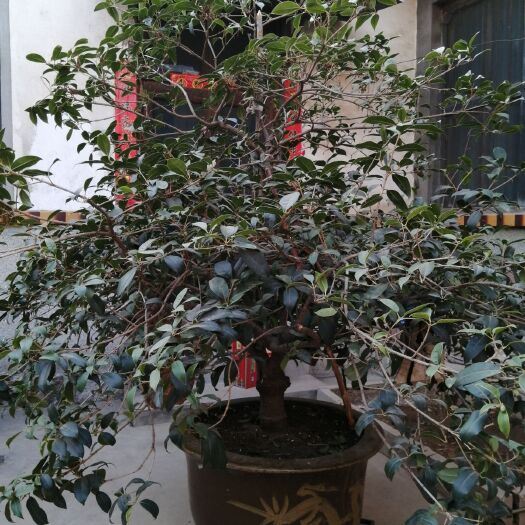 济南 桂花（金桂）