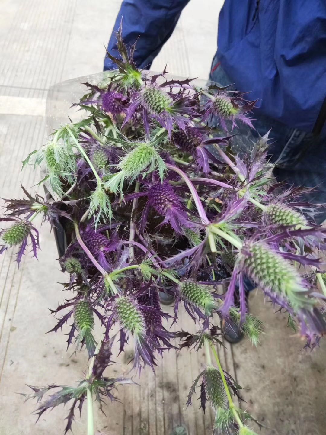 月季切花 紫光 大刺芹 鲜花  配花配草
