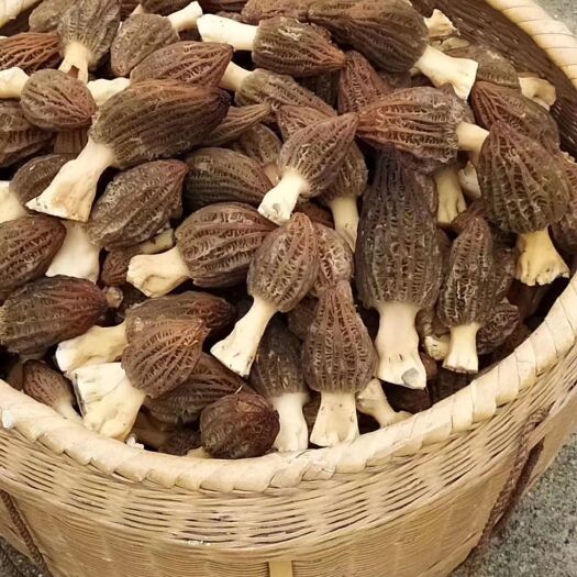 炎陵县 头茬羊肚菌特级干品