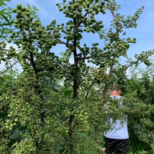 九叶青花椒苗  九叶青花椒是重庆地理标志产品，麻味浓郁，香气