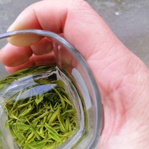 桂东县白毫银针  绿茶白豪银针2021雨前茶