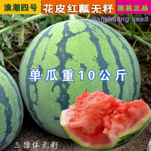 无籽西瓜种子浪潮四号红瓤三倍体无子花皮大果型春季早佳无