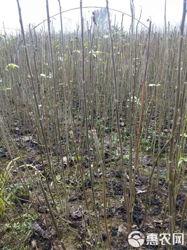  毛叶山桐子苗，大小规格都有，欢迎各地老板来洽谈。