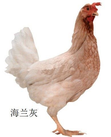 广州海兰灰蛋鸡苗 年产蛋量300枚 蛋鸡中的战斗 包打疫苗