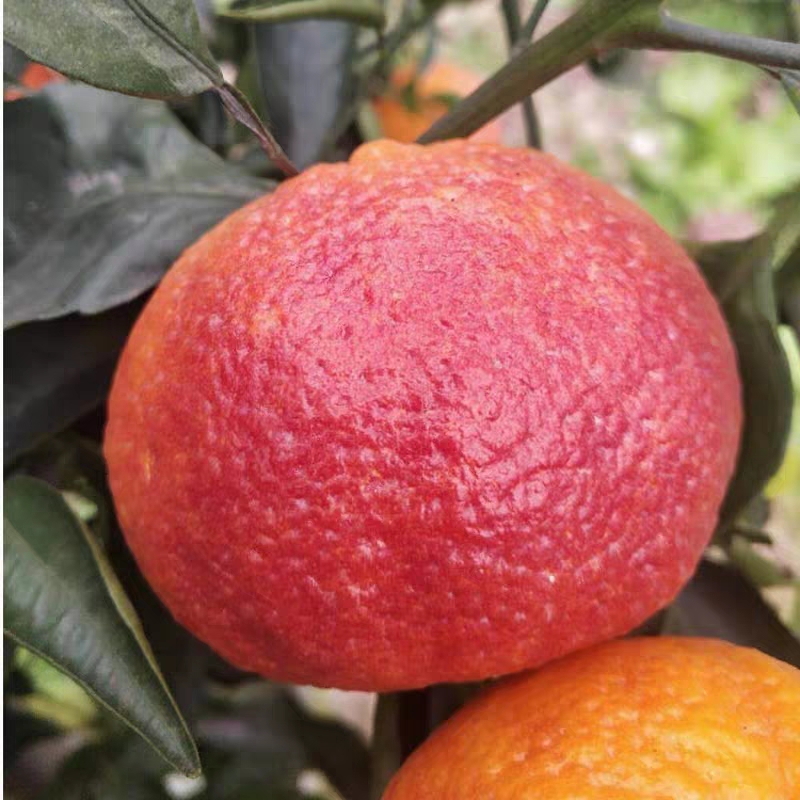 沃柑苗  红韵香柑果树苗 红韵血柑  晚熟 柑橘苗 果树苗 嫁接苗