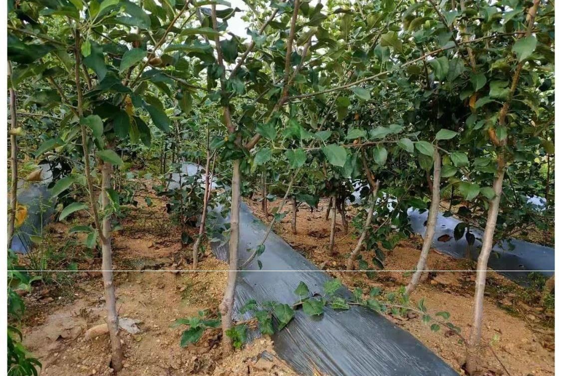 冰糖心苹果苗  嫁接果树苗冰糖心苹果树苗南方北方种植当年结果