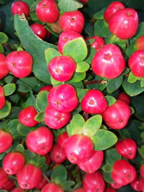 昆明火龙珠苗 火龙珠茶花 火龙珠小苗