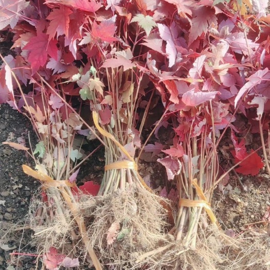 开原市美国红枫小苗 秋火焰小苗 东北耐寒红枫小苗 彩叶苗木基地