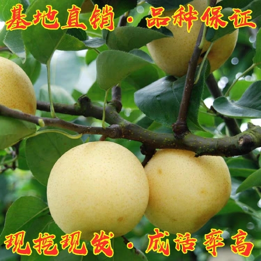 平邑县皇冠梨苗  皇冠梨树苗 嫁接梨树苗 南方北方种植 现挖现卖