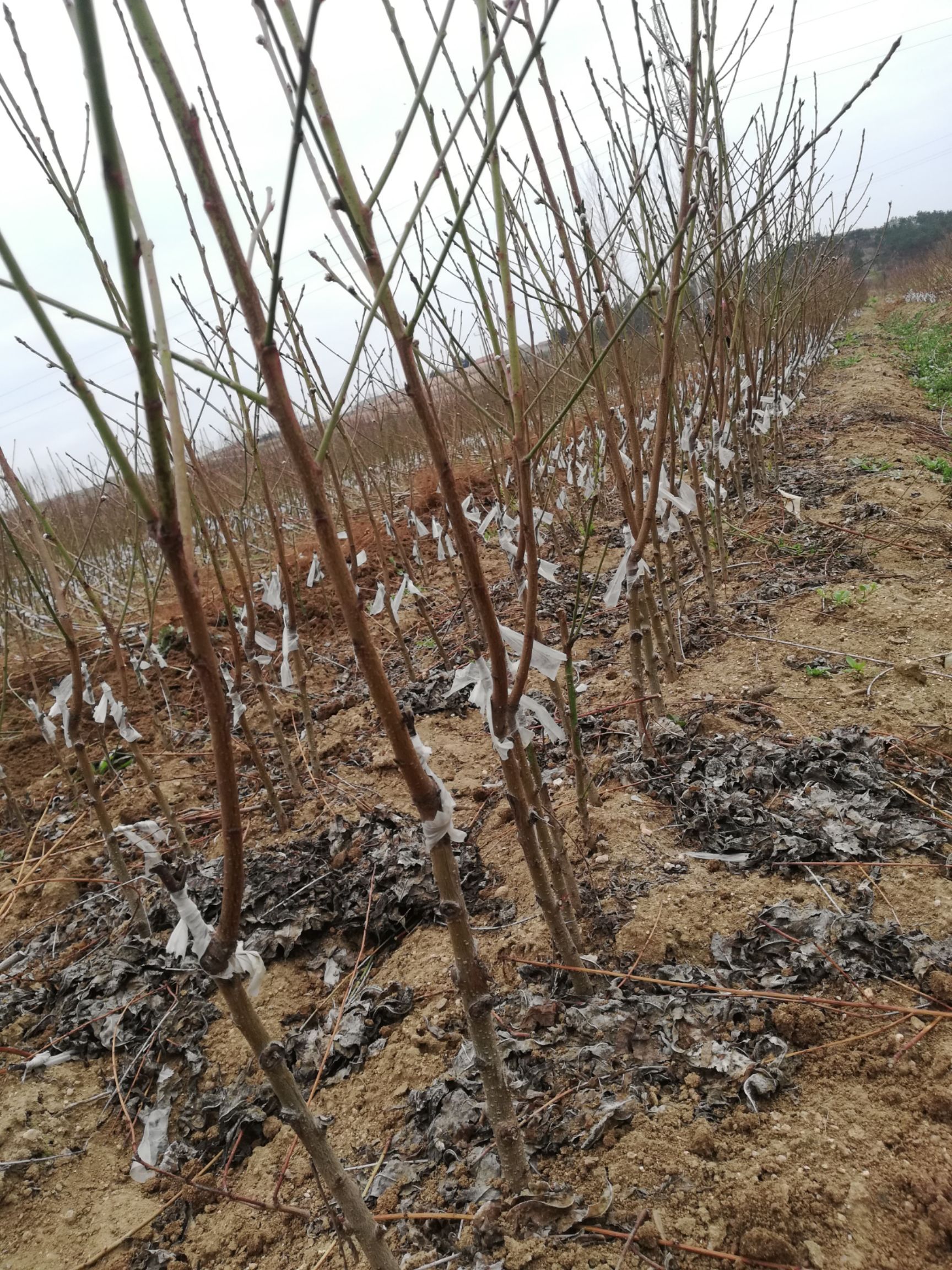  苗圃基地直销优质超前品种桃树苗，红桃早中晚，黄桃早中晚占地苗