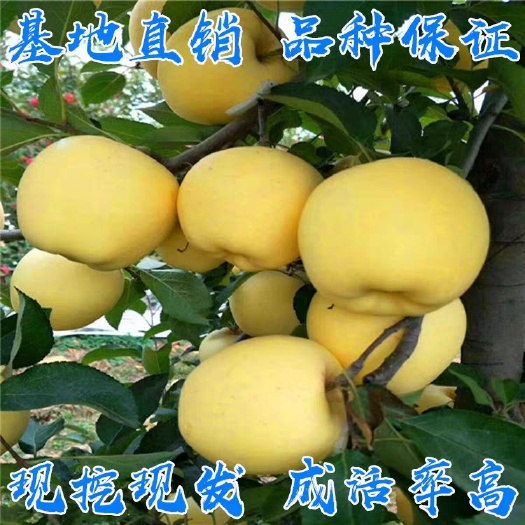 平邑县金冠苹果苗南方北方种植 当年结果 现挖现卖 品质保证