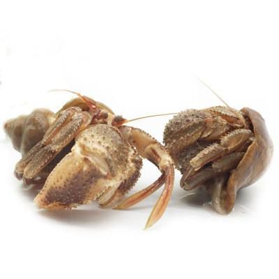 中国龙虾 虾怪。寄居蟹