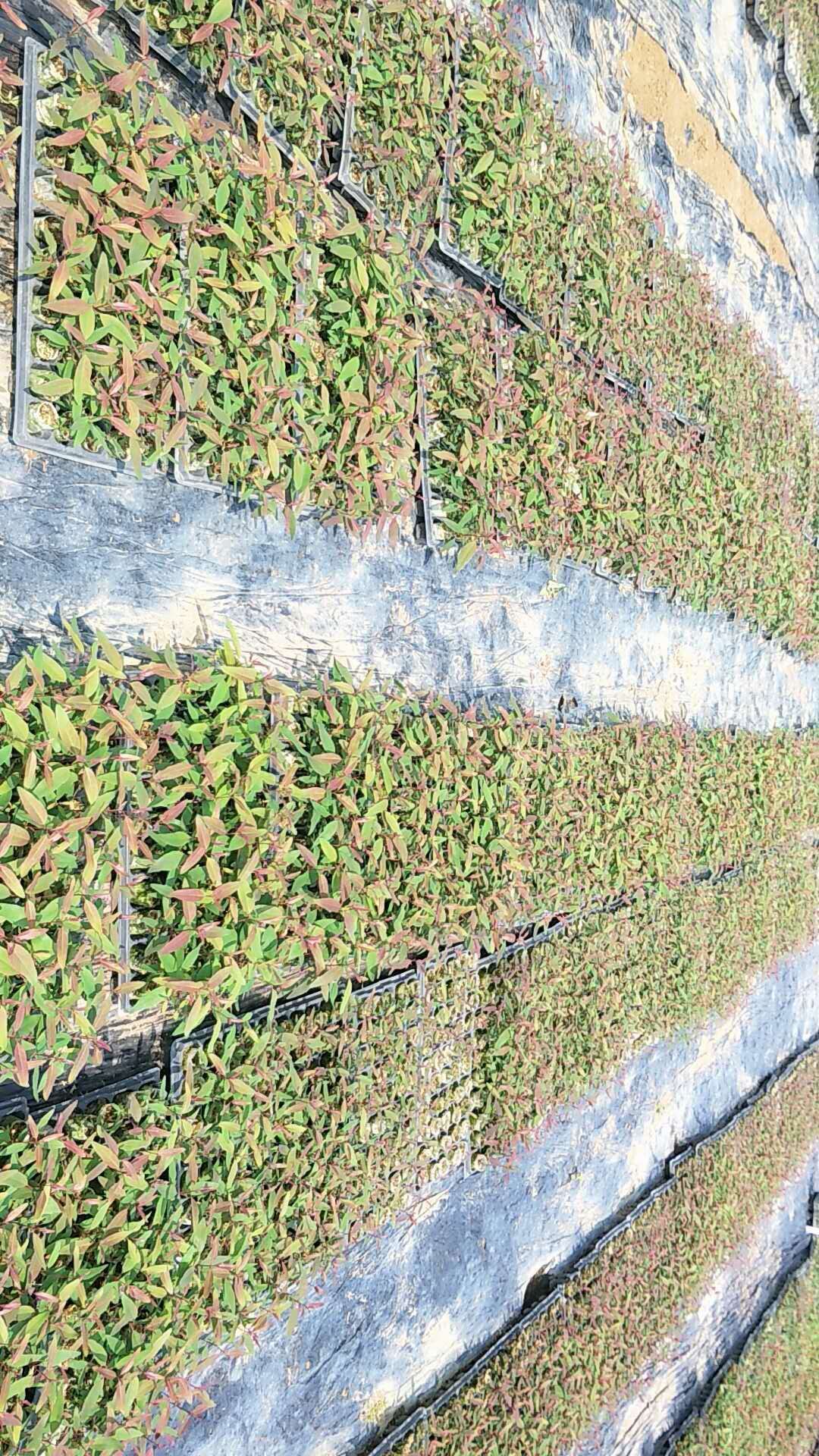 桉树苗广9一29－26