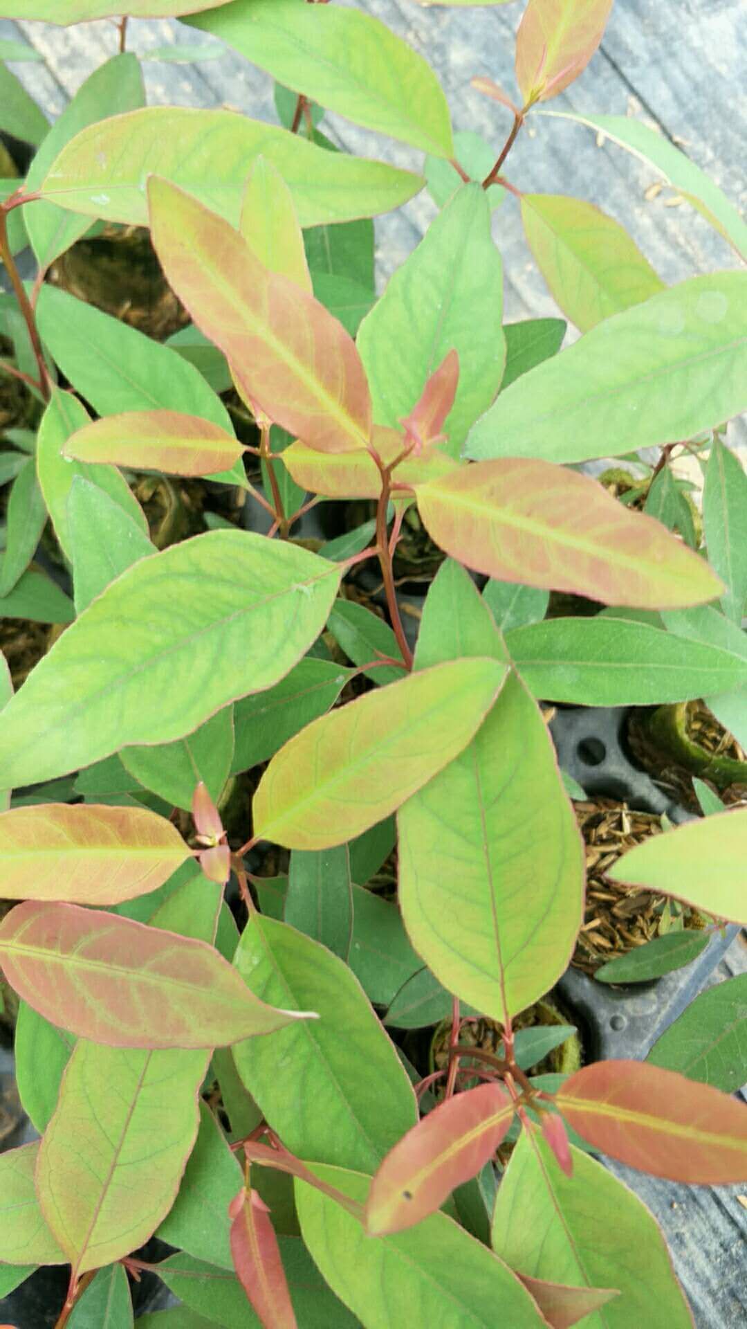 桉树苗广9一29－26