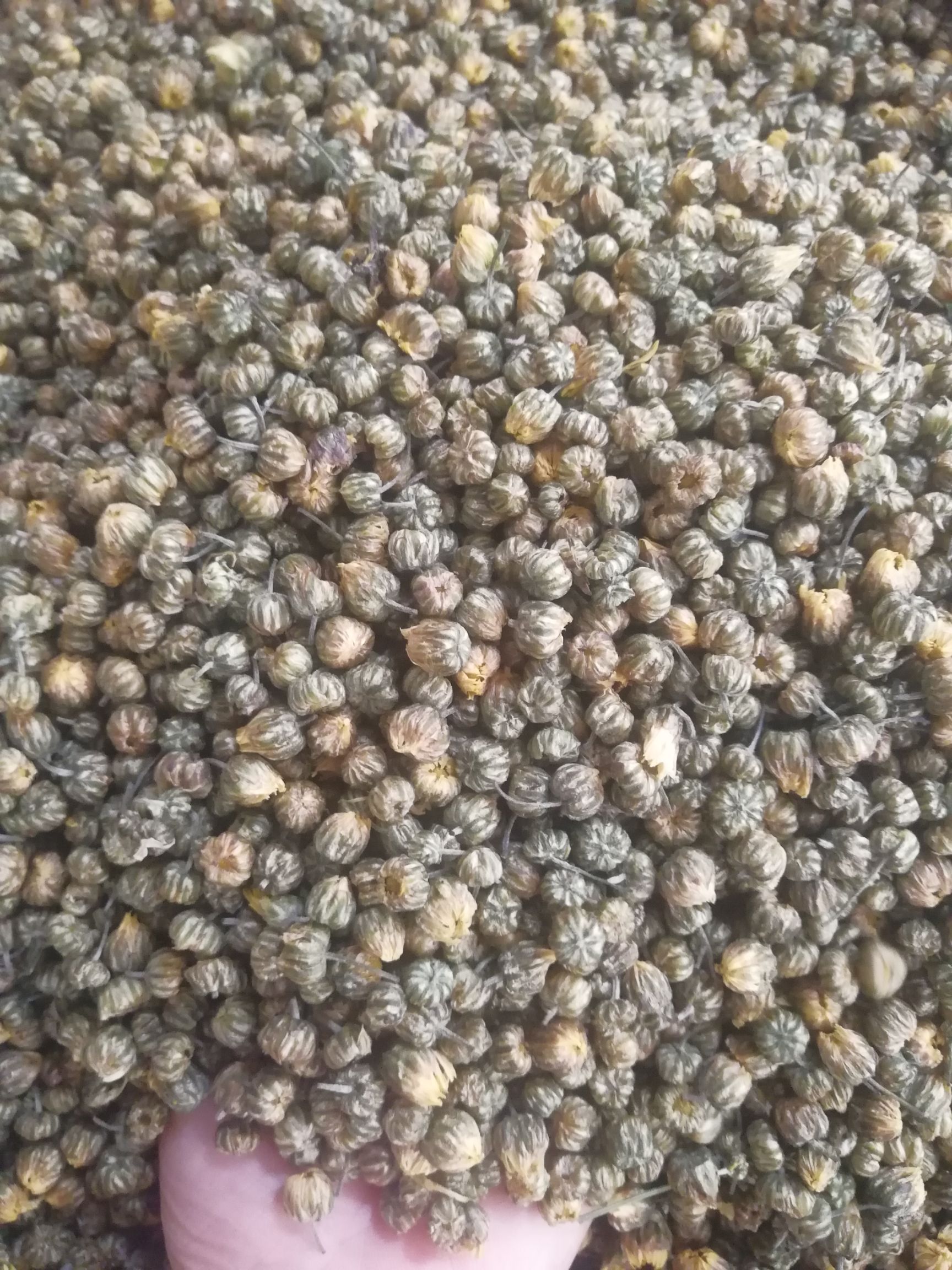 胎菊价格便宜，40元到45元一斤