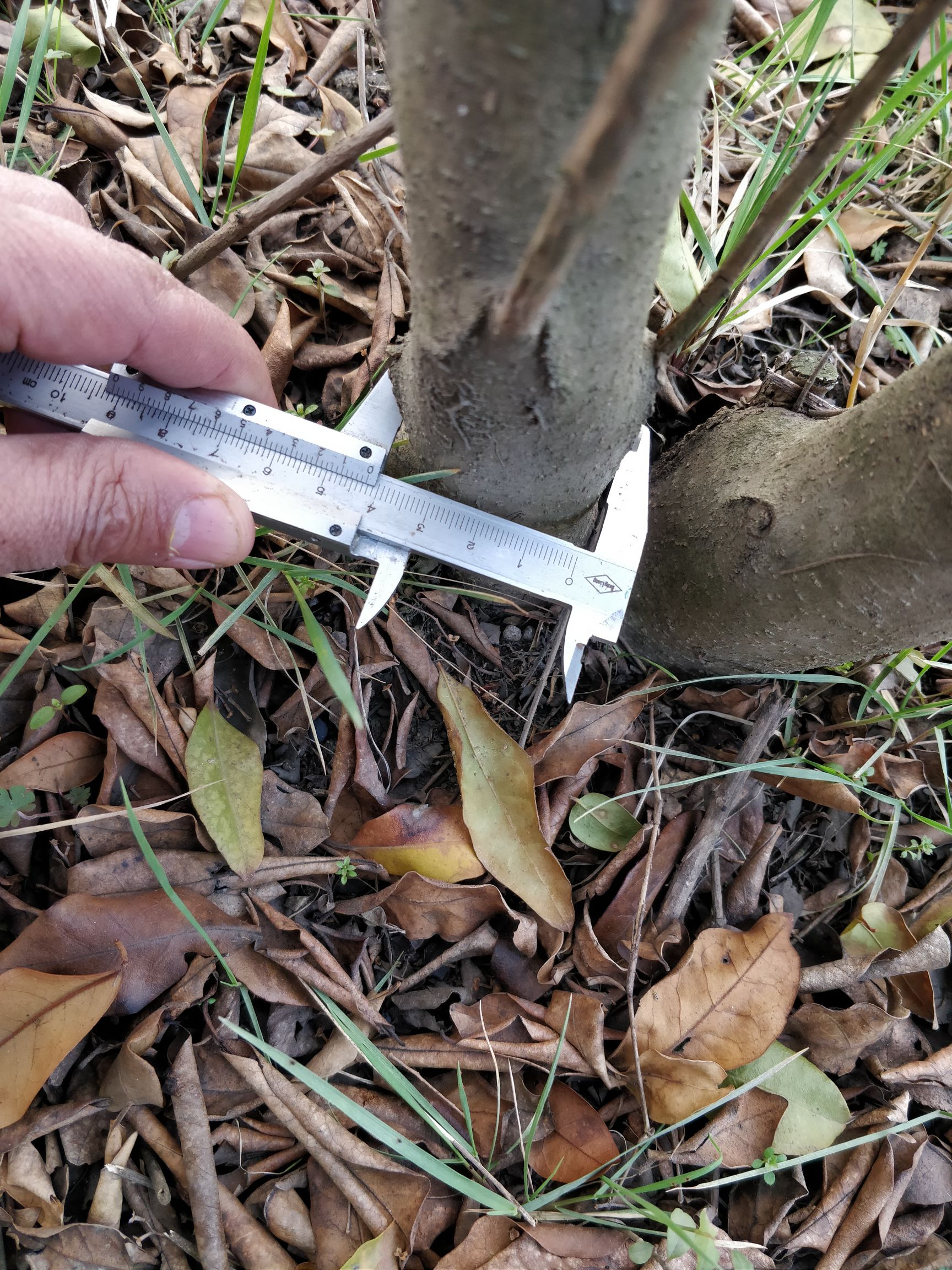  丛生女贞树高3～4米冠幅2～4米