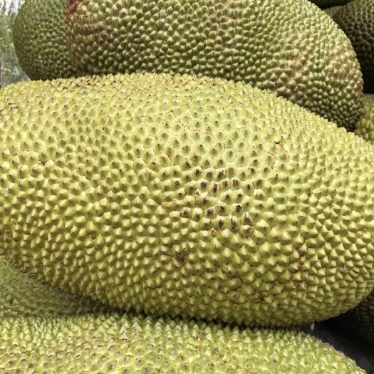 陵水县 海南菠萝蜜，舌尖上的甜味