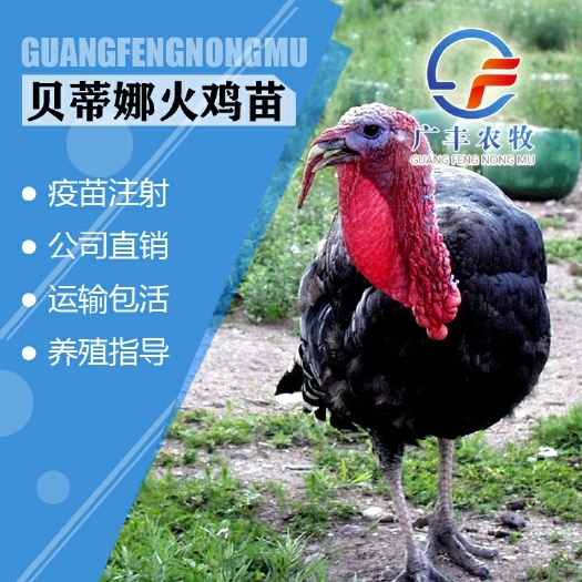 南宁贝蒂娜火鸡苗  火鸡苗 贝蒂纳火鸡苗 厂家直销 包疫苗 可谈回收