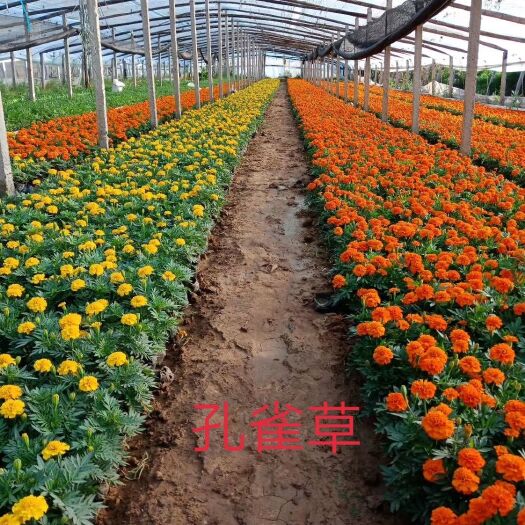 青州市孔雀草 庆源花卉苗木有限公司